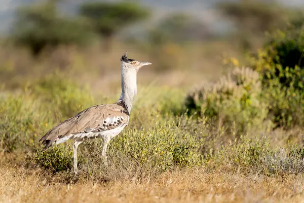 stock image Kori bustard in Samburu national park 