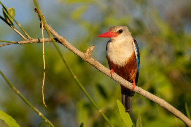 Samburu Milli Parkı 'nda malachite Kingfisher