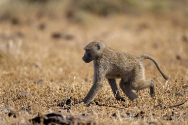 Samburu Milli Parkı 'nda zeytin babunu