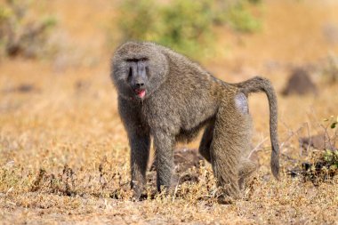 Samburu Milli Parkı 'nda zeytin babunu