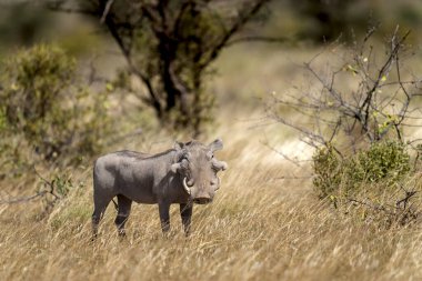 Samburu Milli Parkı 'nda yaygın yaban domuzu