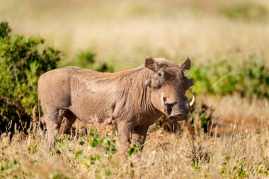 Samburu Milli Parkı 'nda yaygın yaban domuzu
