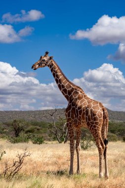 Samburu Ulusal Parkı 'nda yeniden incelenen zürafa