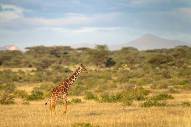 Samburu Ulusal Parkı 'nda yeniden incelenen zürafa