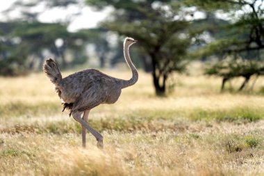 Samburu Milli Parkı 'nda Somali devekuşu