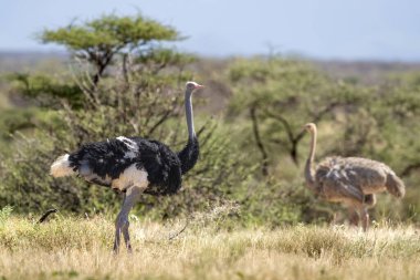 Somali ostrich  in samburu national park clipart