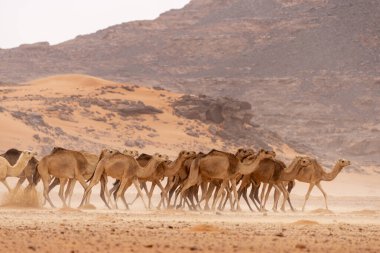 Kum çölünde vahşi bir deve. Sahara, Cezayir