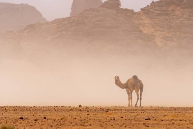 Kum çölünde vahşi bir deve. Sahara, Cezayir