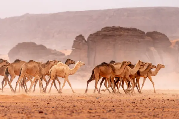 Kum çölünde vahşi bir deve. Sahara, Cezayir