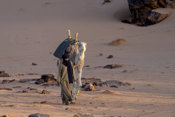 Berber adam ve deve Sahara çölünde