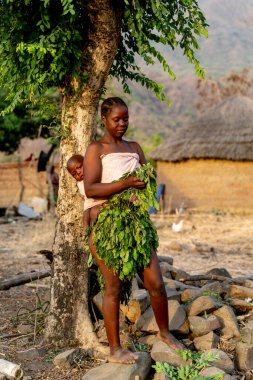 Bir Dupa kadını, uzak bir Kamerun köyünde bebeğini sırtında taşırken geleneksel bir yaprak etek yapmak için taze dallar topluyor.