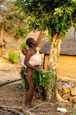 Bir Dupa kadını, uzak bir Kamerun köyünde bebeğini sırtında taşırken geleneksel bir yaprak etek yapmak için taze dallar topluyor.