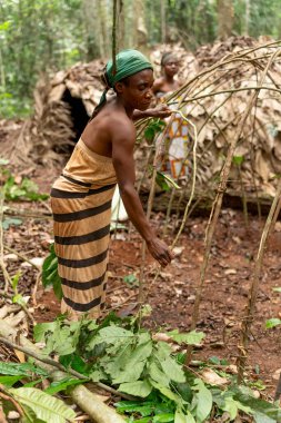 Baka kadını yağmur ormanlarında ağaç dalları ve yapraklarla geleneksel bir kulübe inşa ediyor. Yerli yeteneğinin ve doğayla olan uyumunun güçlü bir göstergesi..