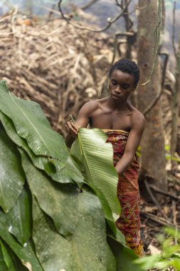 Baka 'lı kadın kulübe iskeletine büyük yapraklar yapıştırıyor. Yağmur ormanlarında ev inşa etmenin geleneksel ve sürdürülebilir bir yolu.