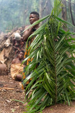 Baka 'lı adam kulübe inşaatı için palmiye yaprakları taşıyor. Günlük orman hayatı doğa ve geleneklerle derinden bağlantılı..