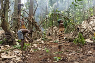 Kamerun ormanında ağaç dalları ve yaprakları doğal bir barınak olarak kullanarak geleneksel bir kulübe inşa eden Baka kadını..