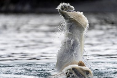 Svalbard 'daki Kuzey Kutbu sularından yükselen kutup ayısının pençesine yakın olmak, donmuş yabanda hayatta kalmanın ve uyum sağlamanın güçlü bir sembolü..