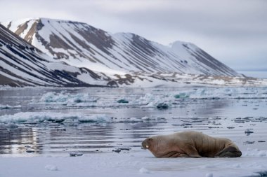 Svalbard kıyısındaki buzun üzerinde bir deniz aygırı yatıyor. Kuzey Kutbu 'ndaki vahşi yaşamın donmuş yaşam alanının görkemli bir sembolü..
