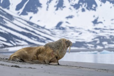 Bir deniz aygırı Svalbard 'da bir kutup plajında dinleniyor. Devasa bedeni buzdan dağlarla ve kutup manzarasının vahşi güzelliğiyle çelişiyor..