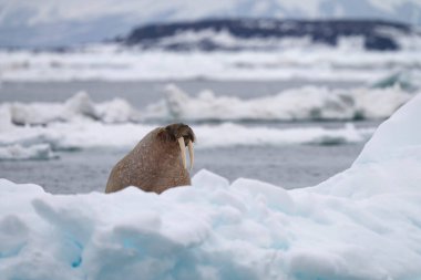 Bir deniz aygırı Svalbard 'da bir buz kütlesinin üzerinde duruyor ve Kuzey Kutbu' ndaki doğal yaşamın donuk ortamındaki dayanıklılığını ve ham gücünü somutlaştırıyor..