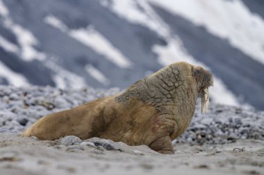 Bir deniz aygırı Svalbard 'da bir kutup plajında dinleniyor. Devasa bedeni buzdan dağlarla ve kutup manzarasının vahşi güzelliğiyle çelişiyor..