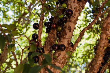 P de jabuticaba comeando a dar os frutos...