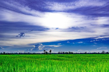 Beyaz bulutlarda güneş yeşil pirinç tarlaları güzel mavi gökyüzü ve Tayland 'da beyaz gökyüzü var. Çok güzel doğal yeşil bir çayır var.