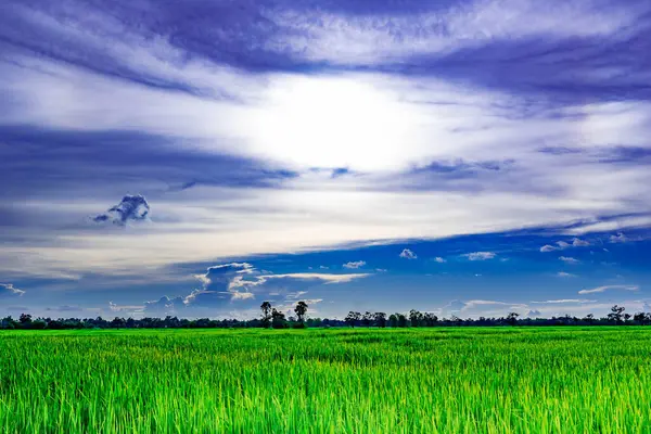 Beyaz bulutlarda güneş yeşil pirinç tarlaları güzel mavi gökyüzü ve Tayland 'da beyaz gökyüzü var. Çok güzel doğal yeşil bir çayır var.