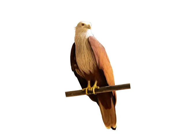 Dalın üzerine tünemiş büyük bir kartalın ölü görüntüsü. Çok güzel ve takdire şayan.