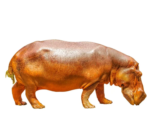 Hayvanat bahçesindeki büyük beyaz arka plan su aygırı, bitki ve hayvanları yiyecek olarak yiyen büyük bir canlıdır. Ziyarete geldiğinizde, düzenli olarak göreceksiniz..