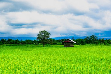 Doğa resimleri, çayırlar, pirinç tarlaları ve dağlar. Güzel, seyahat etmek için uygun ve ailenle rahatlamak için.