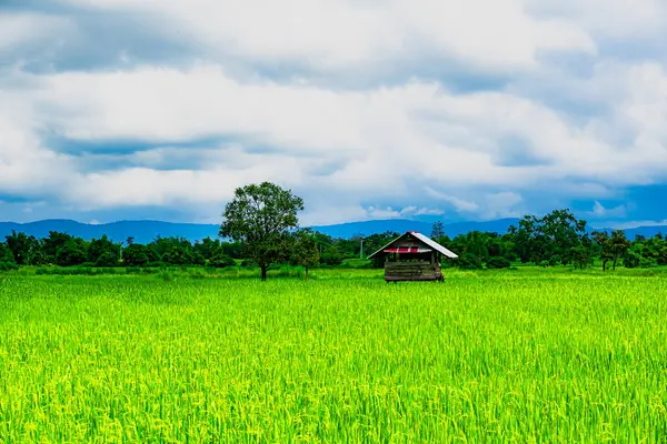 Doğa resimleri, çayırlar, pirinç tarlaları ve dağlar. Güzel, seyahat etmek için uygun ve ailenle rahatlamak için.