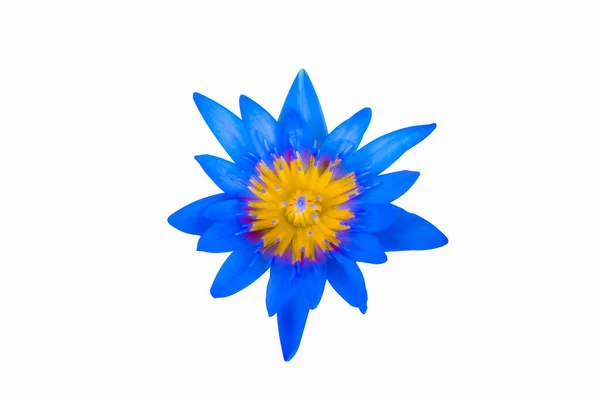 Kesilmiş görüntü, çiçek izole edilmiş, beyaz arkaplan. Ön bahçe çok güzel bir yer. Bu resim birçok kullanım için uygundur