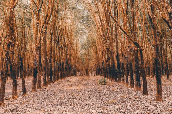 Sihirli orman korkunçtur. Kimsenin yaklaşmak istemediği cehenneme giden yol.