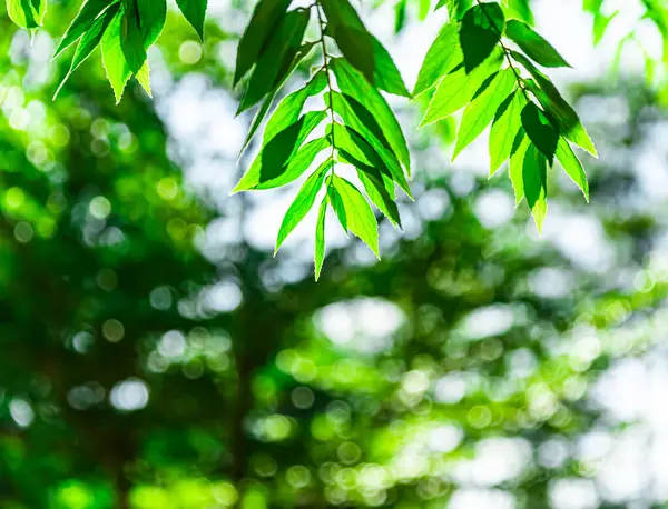 Bulanık arka plan Güzel bir ormanda uzun ağaçlar