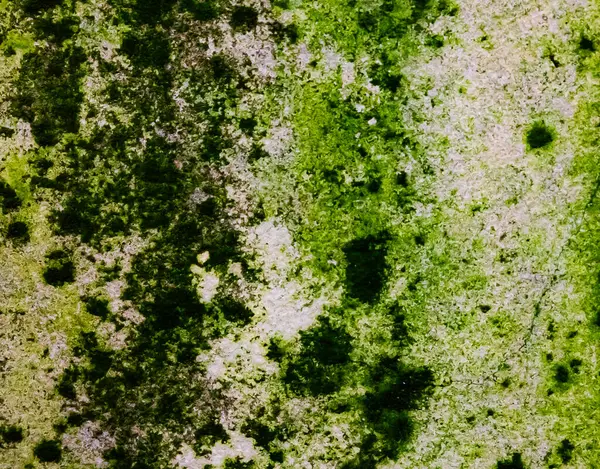 Güzel yeşil ve beyaz desenli duvar arkaplanı ofisimde..