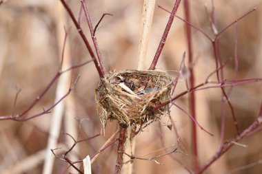 Huzur Evi: Doğadaki Kuşlar Yuvası. Doğanın huzurlu kucaklamalarında yakalanan yüksek kaliteli fotoğraf, bu fotoğrafta dalların arasına yerleştirilmiş titizlikle dokunmuş bir kuş yuvası görülüyor.