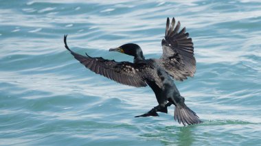 Güzel kulaklı bir karabatak zarif bir şekilde Niagara 'nın sakin suları üzerinde süzülür, kanatları uçarken açılır..