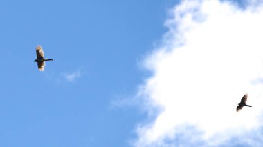 Bir çift zarif kuş zarif bir mavi gökyüzünde süzülüyor..