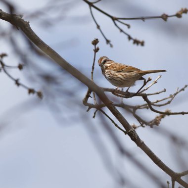 Renkli bir kuş, Kanada 'da bir ağacın dalında huzur içinde oturuyor..