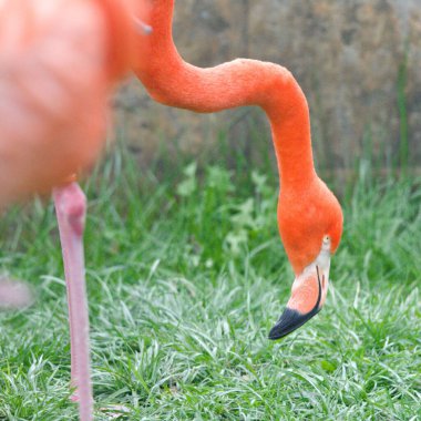 A graceful pink flamingo stands tall on its hind legs, showcasing its elegant and captivating posture.