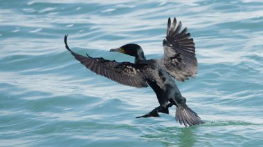 Niagara Şelalesi 'ndeki bu sahnede, bir kuş zarif bir şekilde dalgalanan suların üzerinde süzülür ve hareket halindeki doğayı hayret verici bir şekilde görür..