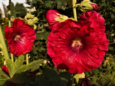 Çiçek açmış iki kırmızı gülhatmi çiçeğinin yakın plan fotoğrafı, doğal bir ortamda çekilmiş. Canlı çiçekler yeşil yapraklar ve gövdelerle çevrili. Güzelliklerini ve önemini vurguluyorlar.