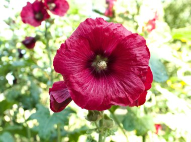 Canlı kırmızı bir gülgülgülhok çiçeğinin tam çiçek açtığı yakın plan bir fotoğraf. Yapraklar yumuşak ve narin. Ortasında da biraz pembe var. Arkaplan bulanık, derinlik hissi yaratıyor ve odaklanıyor