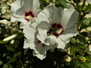 Beyaz bir amber çiçeğinin polen toplayan bir arı ile yakın plan çekimi. Çiçeğin kırmızı bir merkezi vardır ve yeşil yapraklarla çevrilidir. Görüntü doğanın güzelliğini ve önemini yakalar.