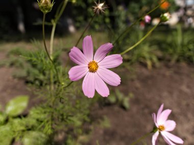 Bahçede yetişen sarı merkezli pembe bir kozmos çiçeğinin yakın çekimi. Çiçek odak noktasında, arka plan biraz bulanık..
