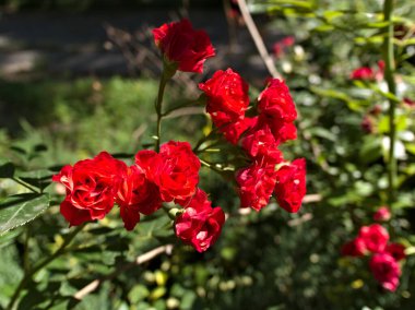 Canlı kırmızı güllerin yemyeşil bir doğa koruma alanında açtığı yakın çekim görüntüsü. Güller çiçek açmış, narin taç yapraklarını ve canlı renklerini sergiliyorlar. Görüntü görüntüyü yakalar