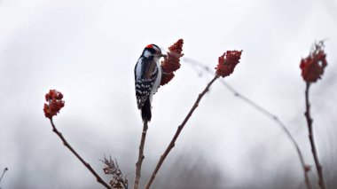 Göze çarpan bir ağaçkakan sisli bir günde, arka planda kırmızı sumac olan bir ağaç dalına tutunur..