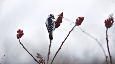 Siyah beyaz tüyleri ve kırmızı tacı olan küçük bir ağaçkakan sisli bir bataklıkta kızıl sumac yakınlarında bir dalda oturuyor.