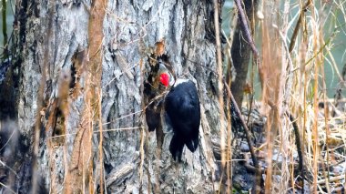 Yığılmış bir ağaçkakan, kısmen birbirine dolanmış çalılarla gizlenmiş engebeli bir ağacın kenarına tutunur. Bu gizli çekim, Kuzey Amerika 'nın en büyük ağaçkakanlarından birinin gizlilik ve gücünü vurguluyor..